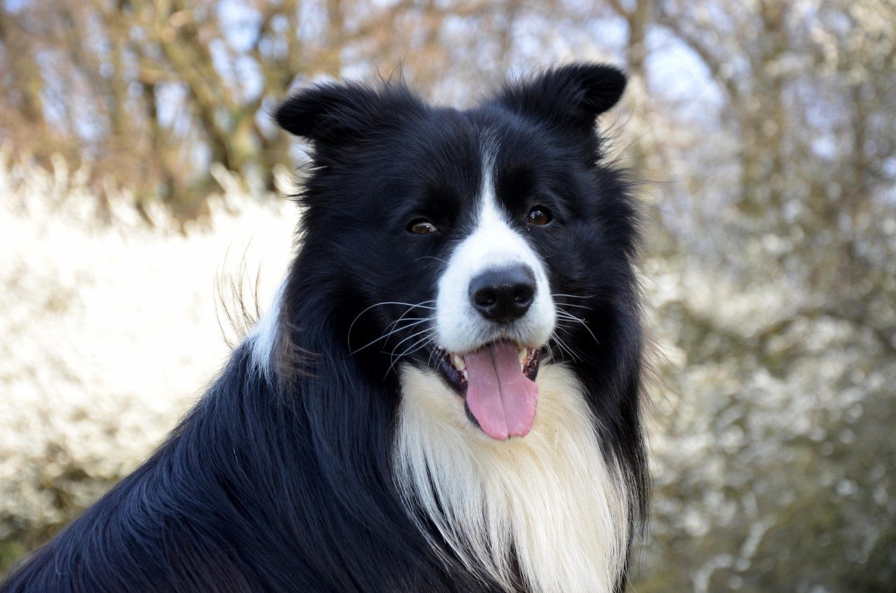 Border Collie: The Sensitive Soul (image credits: pixabay)