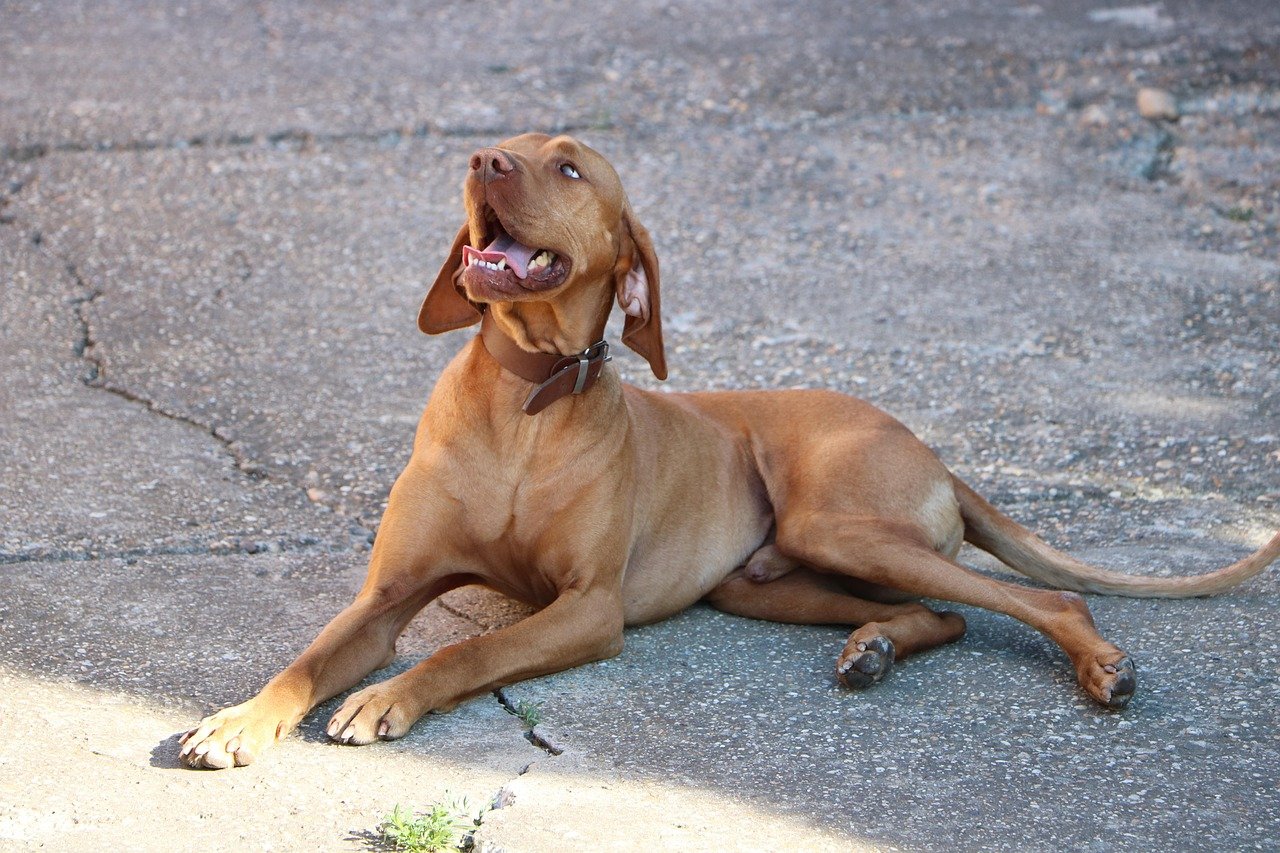 Vizsla: The Velcro Dog (image credits: pixabay)