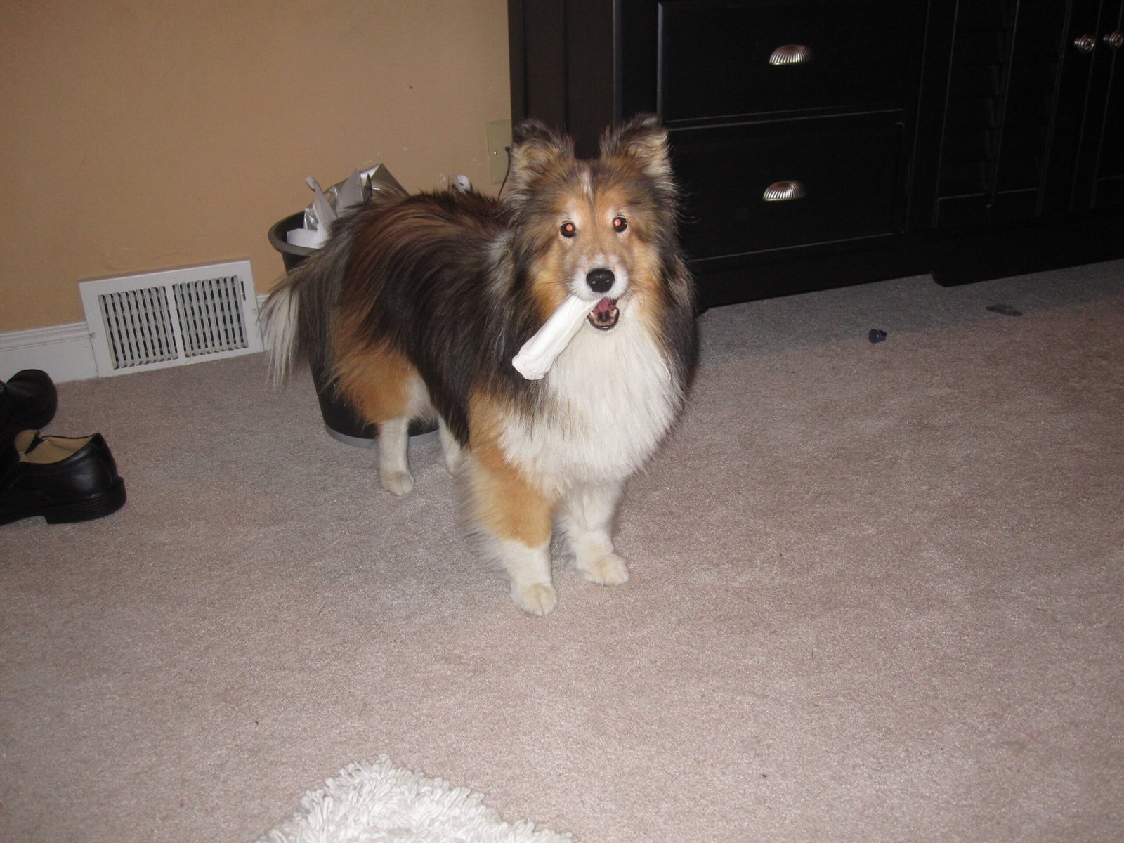 Sheltie (Shetland Sheepdog): The Devoted Shadow (image credits: wikimedia)