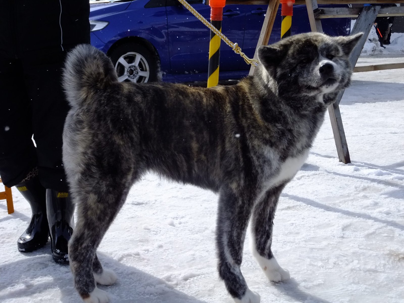 Akita: The Faithful Guardian (image credits: wikimedia)