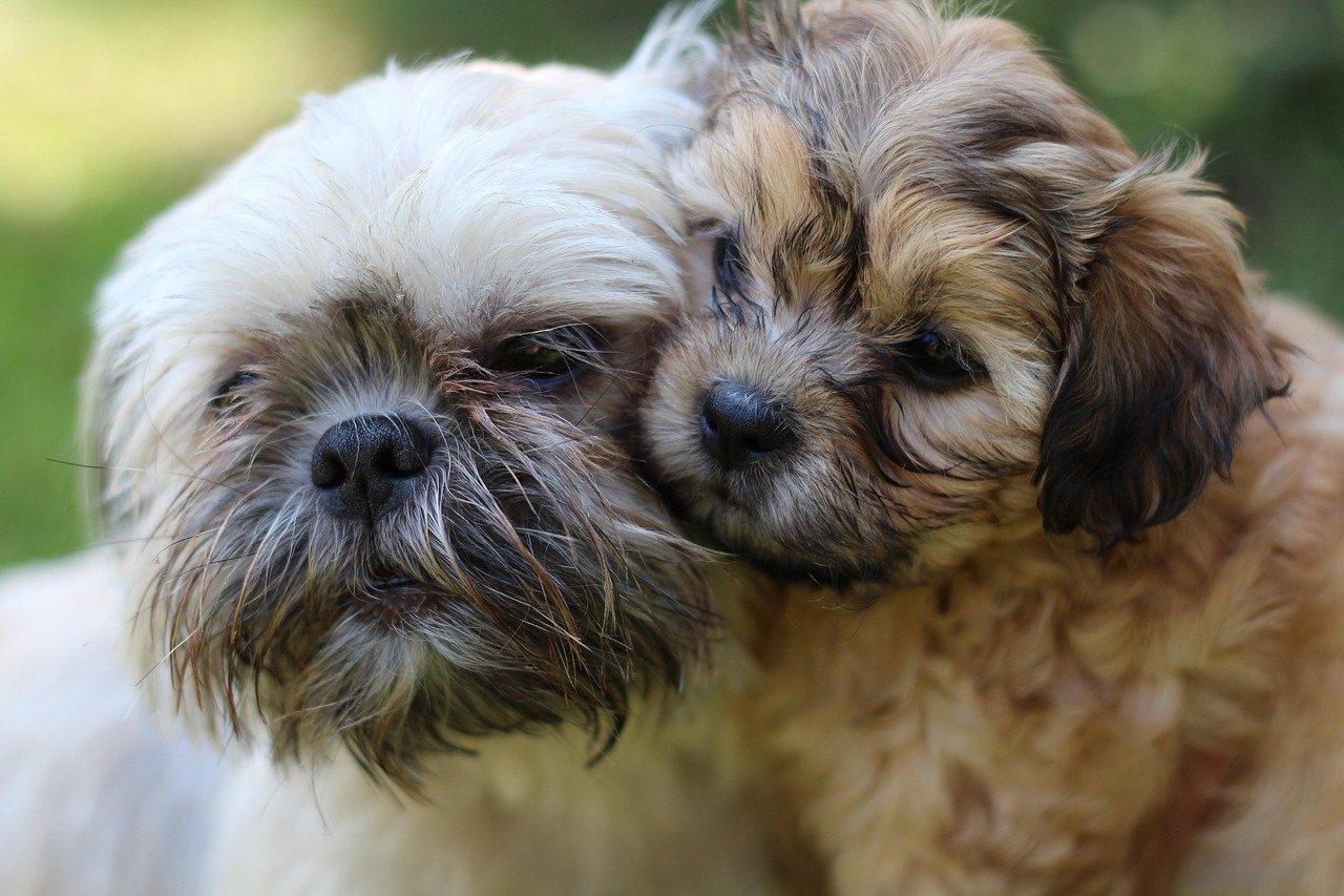 Shih Tzu: The Devoted Lapdog (image credits: pixabay)