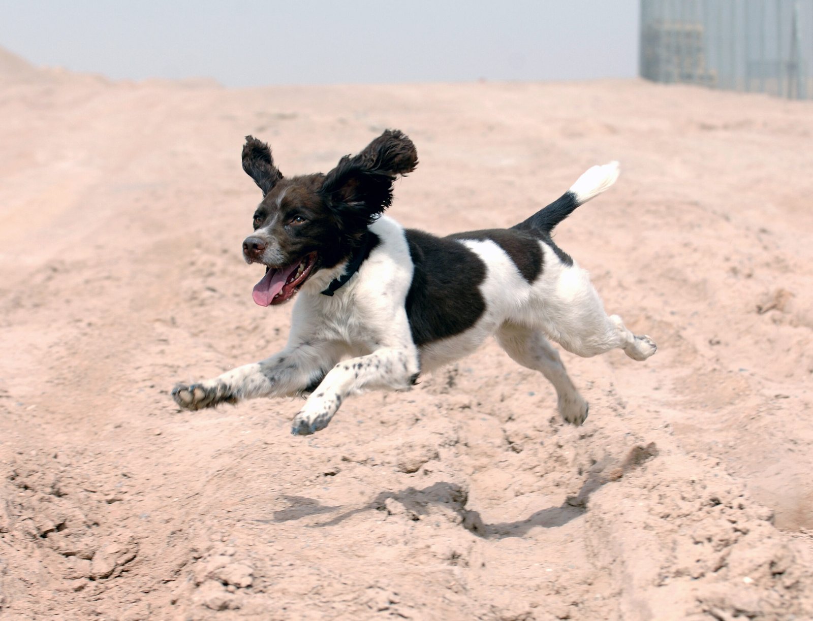 English Springer Spaniel: The Cheerful Companion (image credits: wikimedia)