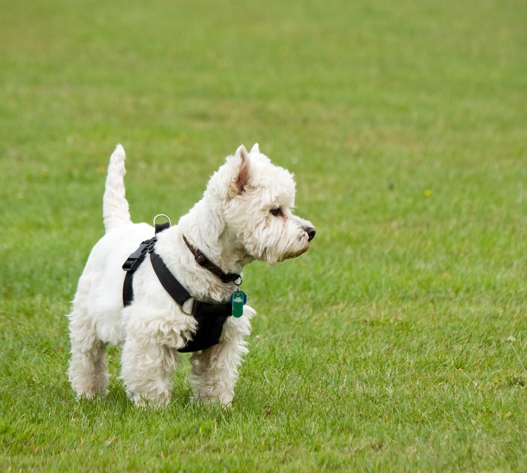 West Highland White Terrier: The Merry Watchdog (image credits: rawpixel)