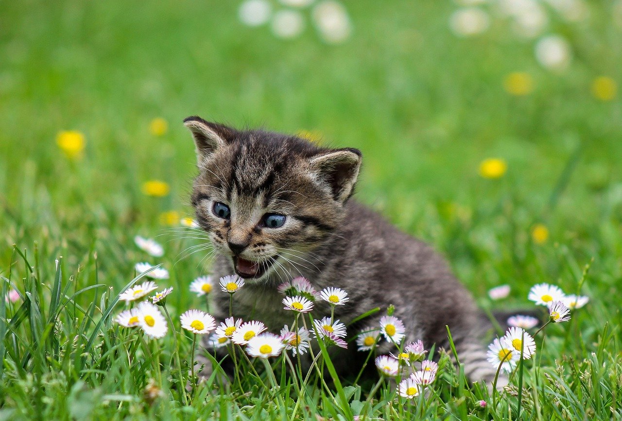 Attention-Seeking and Playfulness (image credits: pixabay)