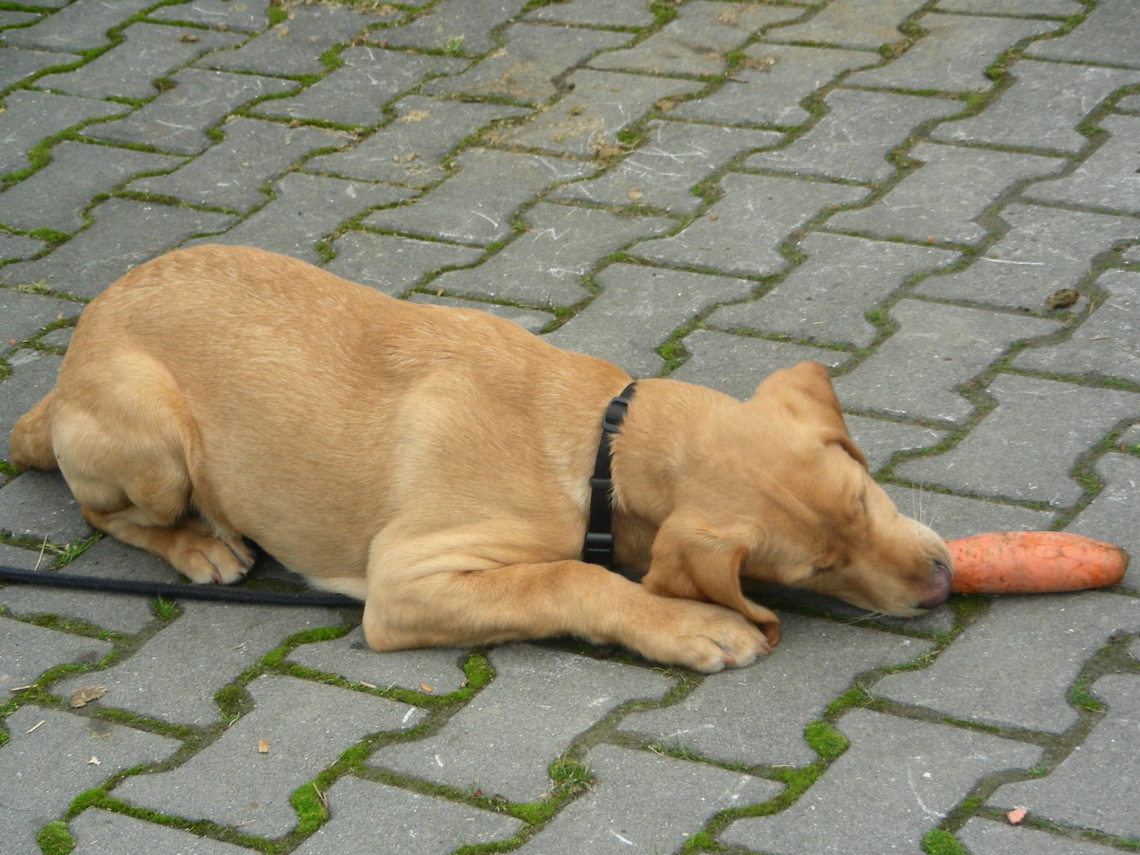 Carrots: Crunchy and Sweet (image credits: wikimedia)