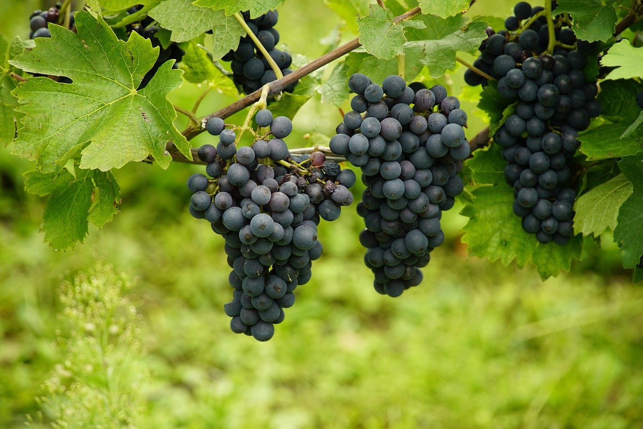 Grapes and Raisins: The Silent Threat (image credits: pixabay)