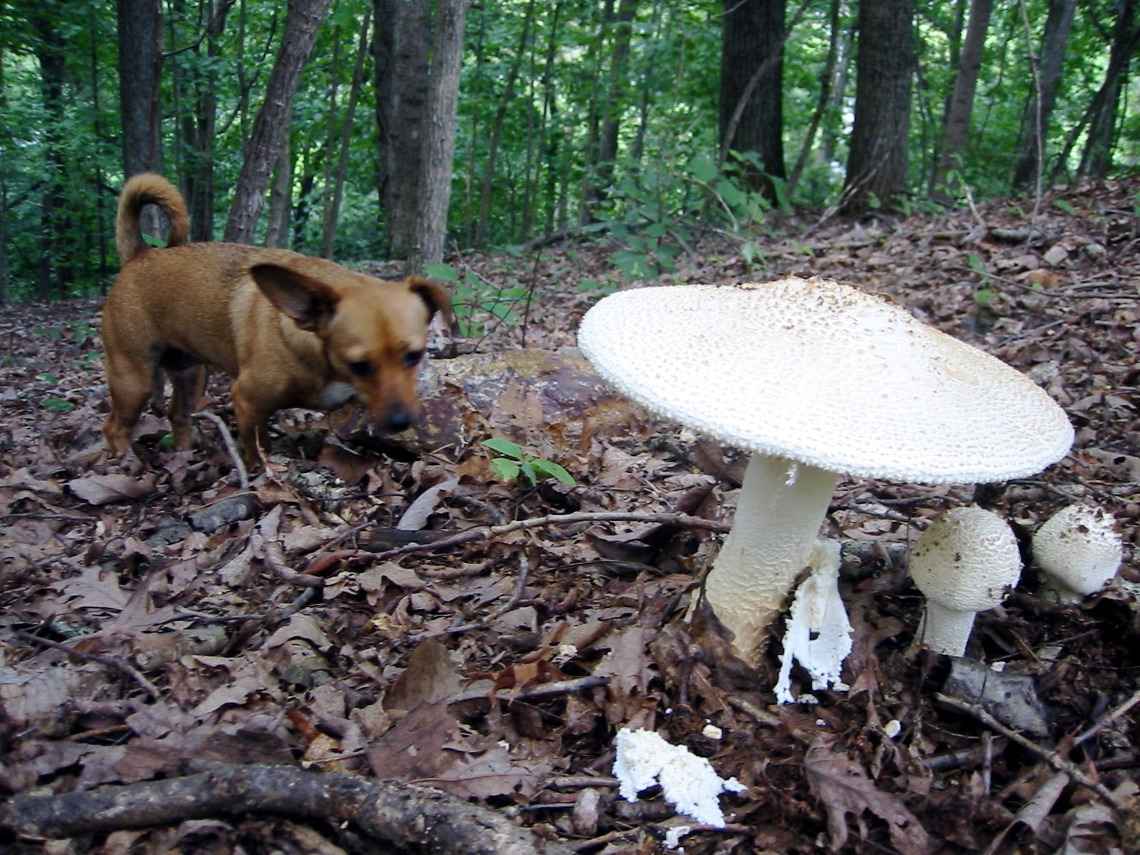 Mushrooms: Instinctive Avoidance (image credits: wikimedia)