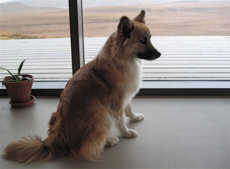 6 Signs Your Dog Is Actually Bored—Not Lazy