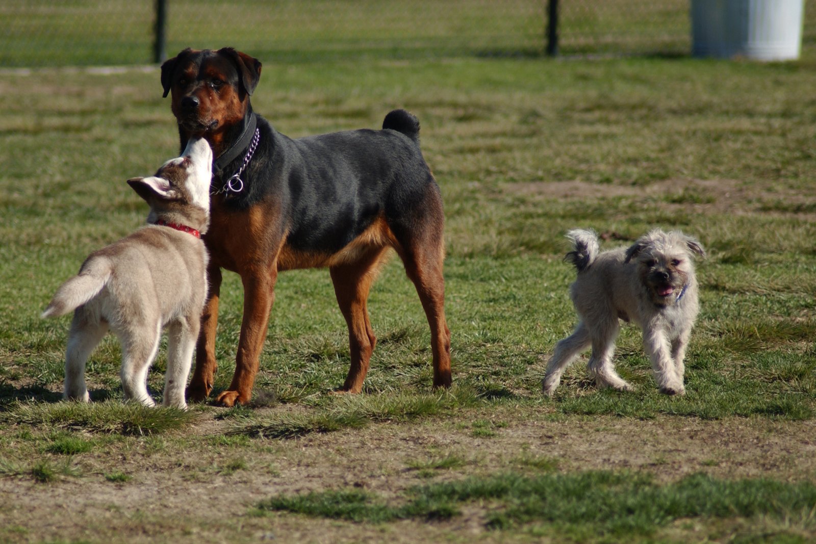 10. Comfort in Large Dog Groups (image credits: wikimedia)
