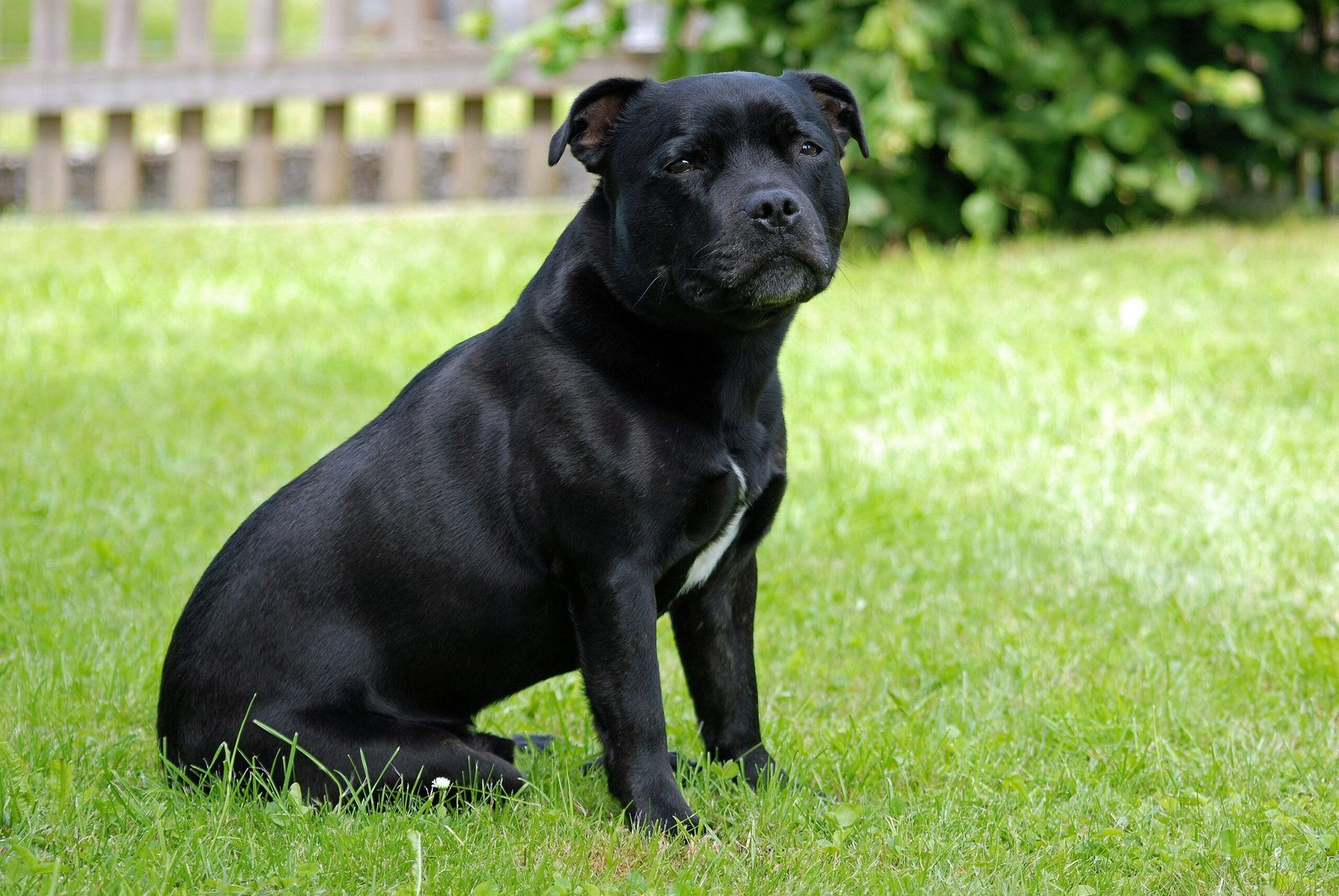 18. Staffordshire Bull Terrier: The Nanny Dog (image credits: wikimedia)