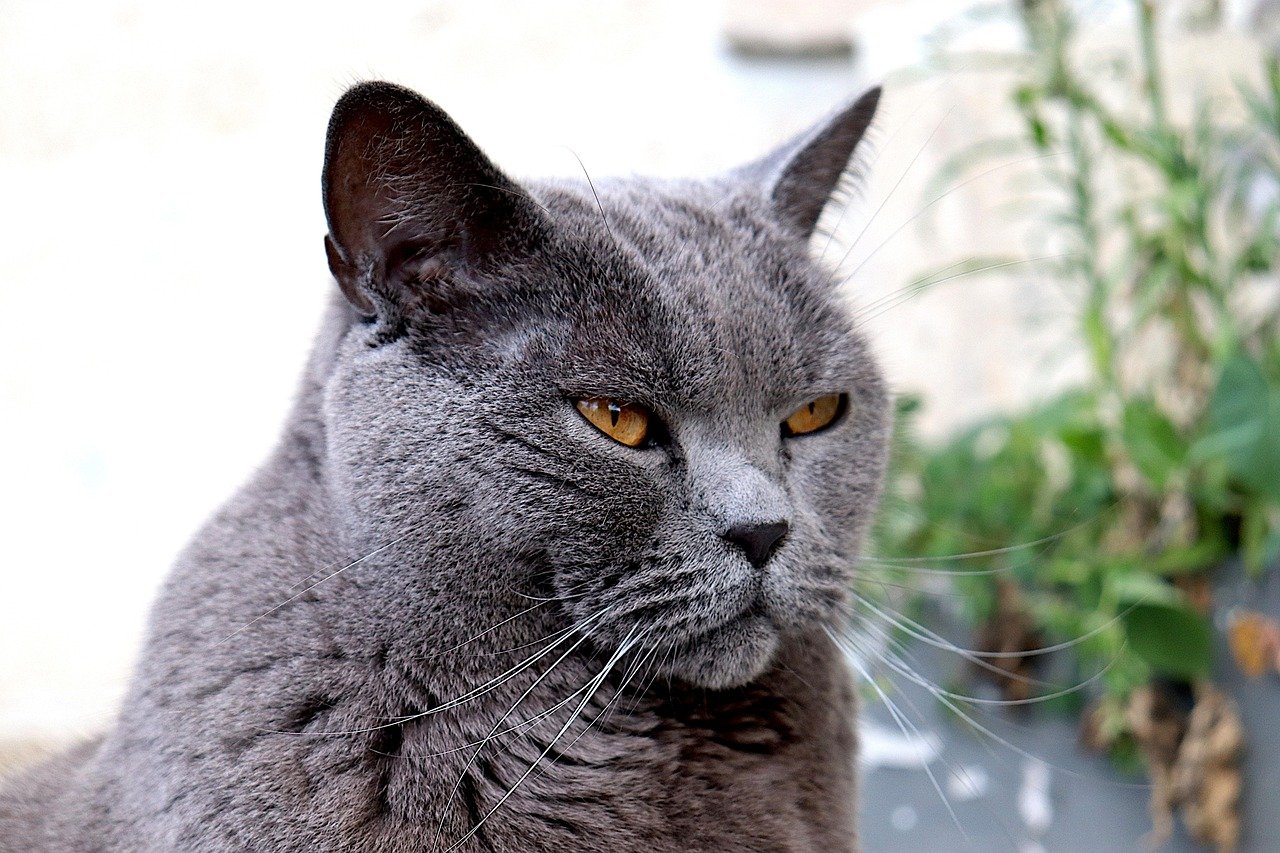 Chartreux: The Silent Companion (image credits: pixabay)