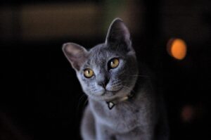 8 Shy-But-Gentle Cat Breeds for Introverts Who Dislike Socializing