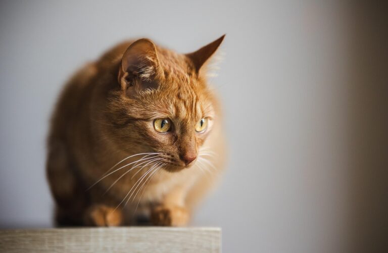 8 Things That Terrify Cats—And 7 Ways to Calm Them
