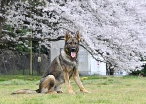 18 Things Only The Owners of Working Dog Breeds Truly Understand