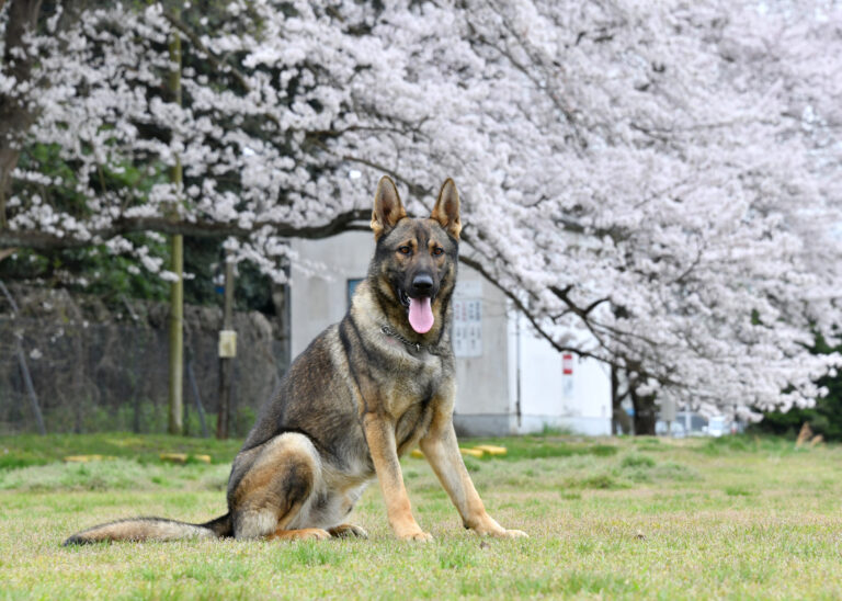 18 Things Only The Owners of Working Dog Breeds Truly Understand