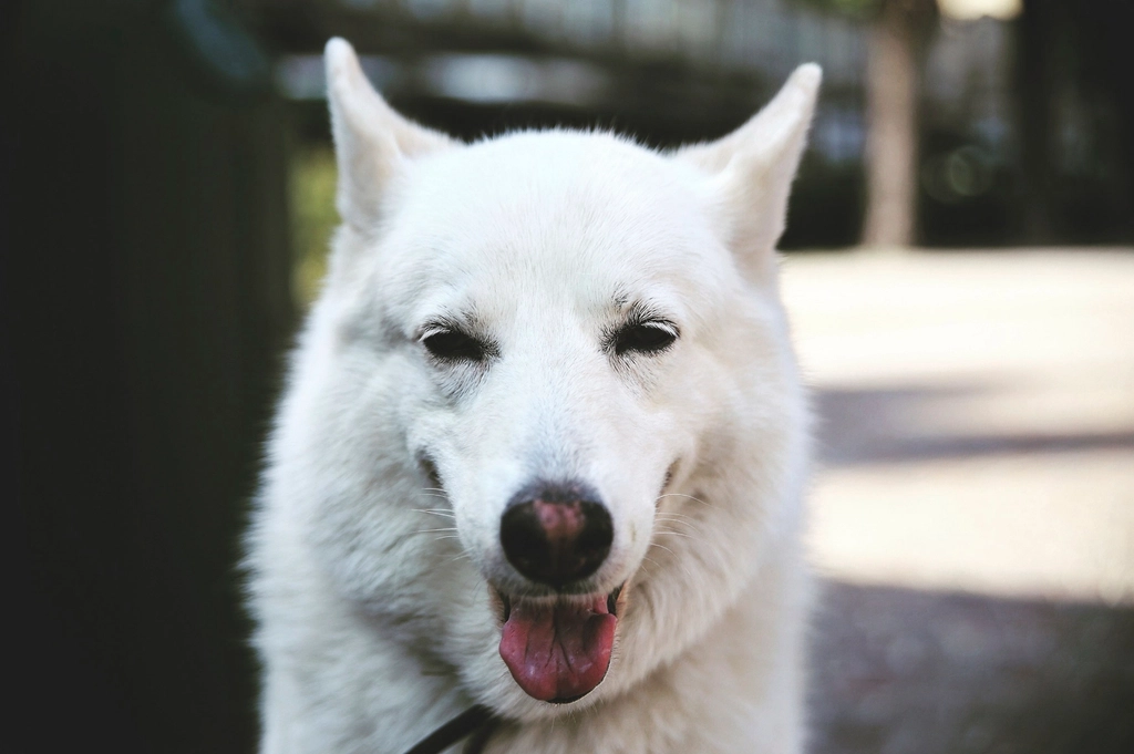 How Age and Breed Can Affect Dog Vision (image credits: rawpixel)