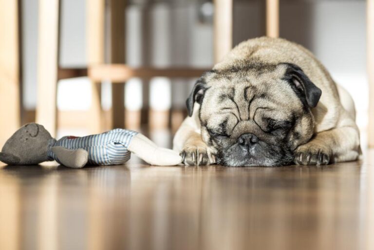8 Signs Your Dog is Unhappy
