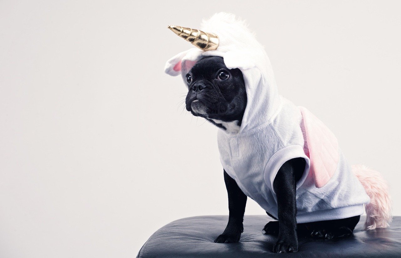 Dressing Them Up in Costumes (image credits: pixabay)