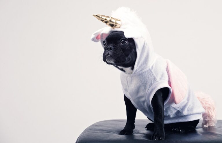 10 Human Habits that Drive Dogs Crazy