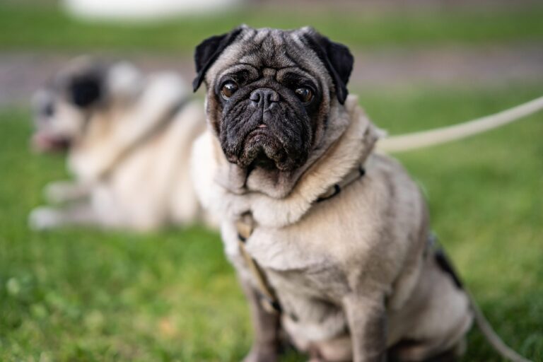 15 Dog Breeds That Excel at Senior Comfort