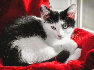 How to Manage Resource Guarding Aggression in Cats