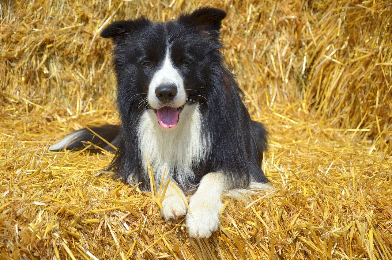 Border Collie (image credits: pixabay)