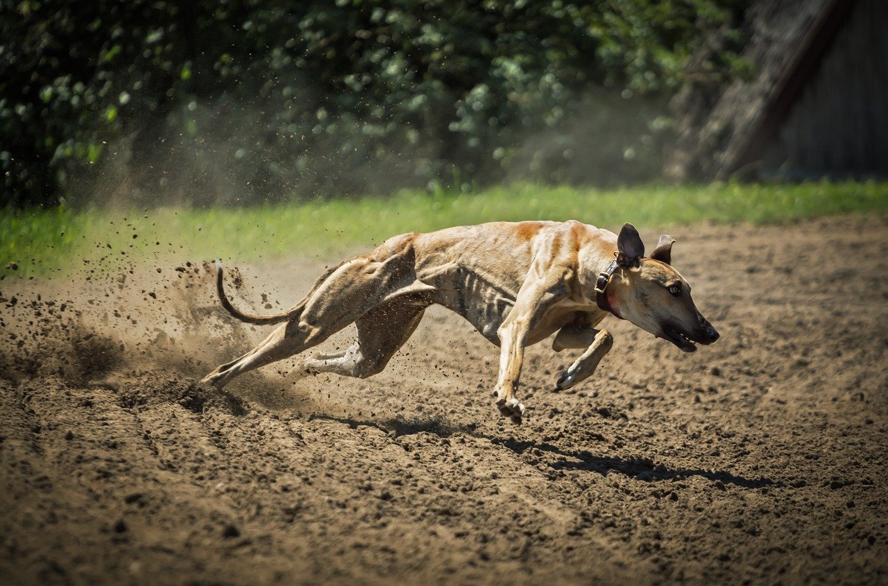 Greyhound (image credits: pixabay)