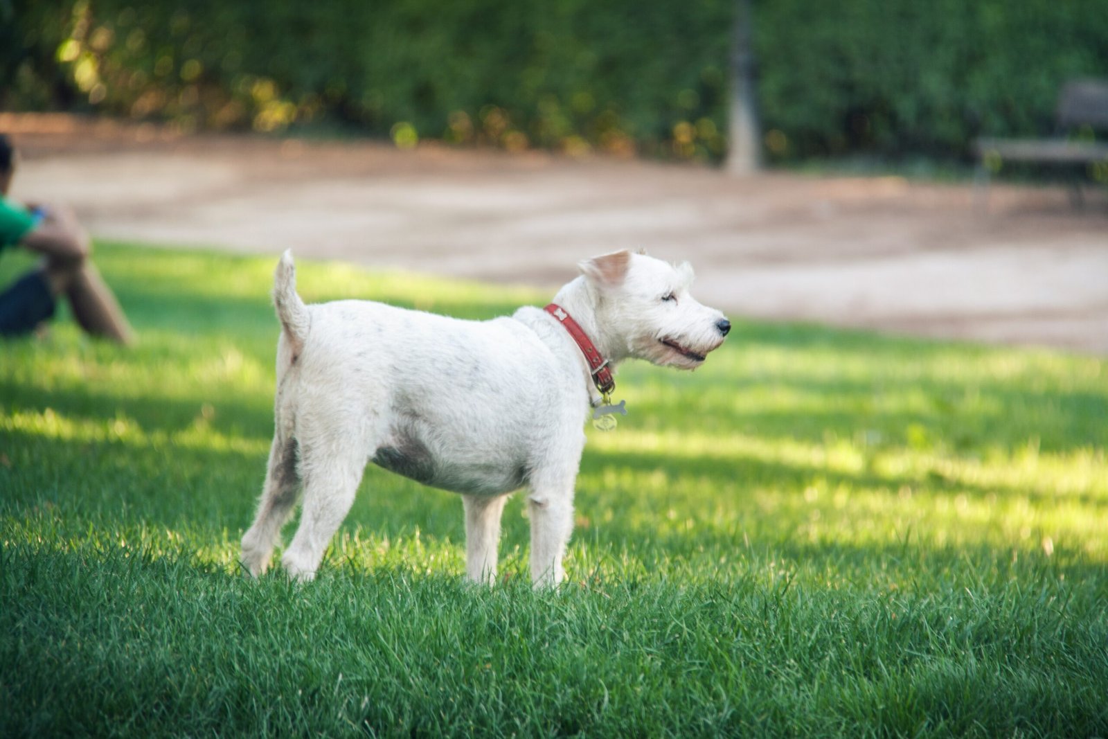 Fox Terrier (image credits: wikimedia)
