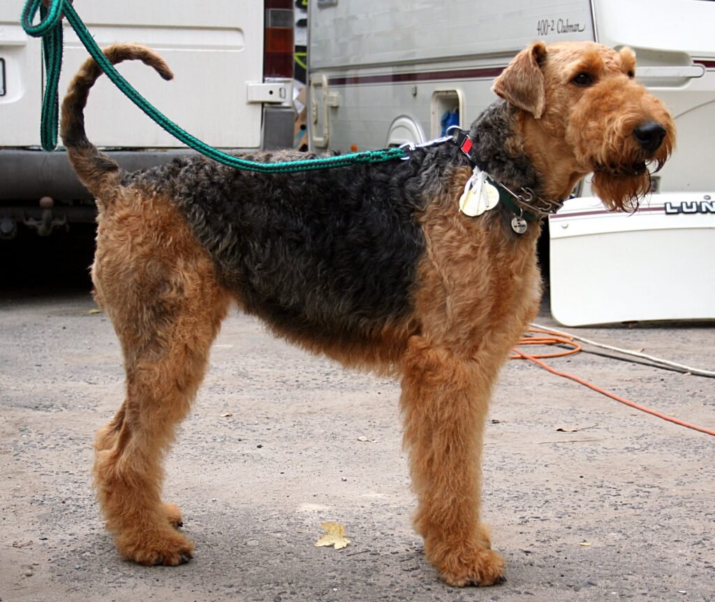 Airedale Terrier