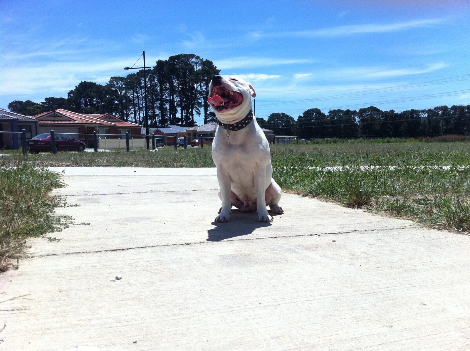 Staffordshire Bull Terrier (image credits: wikimedia)