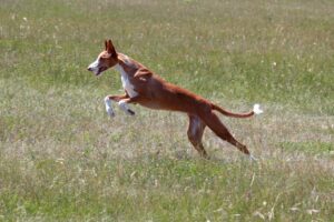 20 Dog Breeds That Have a Surprisingly Strong Prey Drive (And How to Manage It)