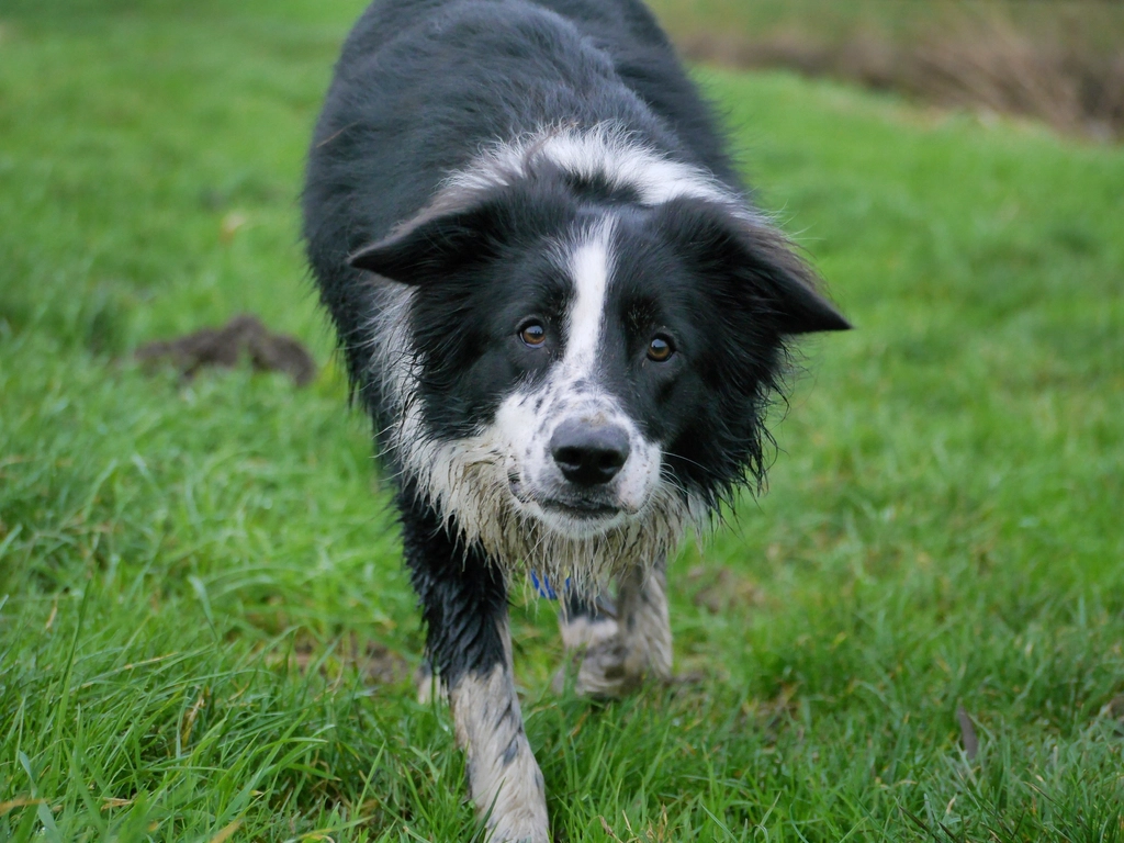 Border Collie: Sensitive and Attuned (image credits: rawpixel)