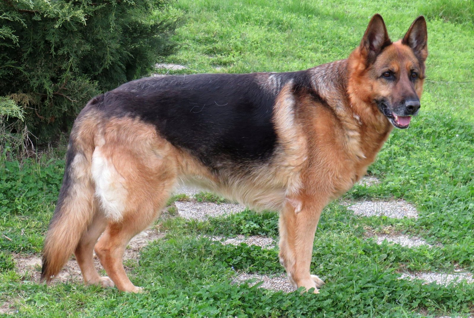 German Shepherd (image credits: wikimedia)