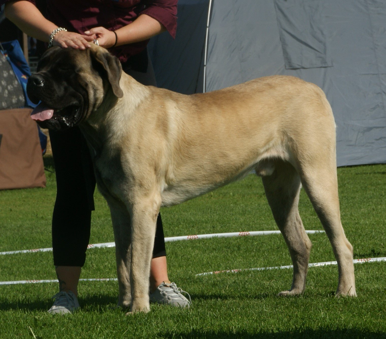 Mastiff (image credits: wikimedia)
