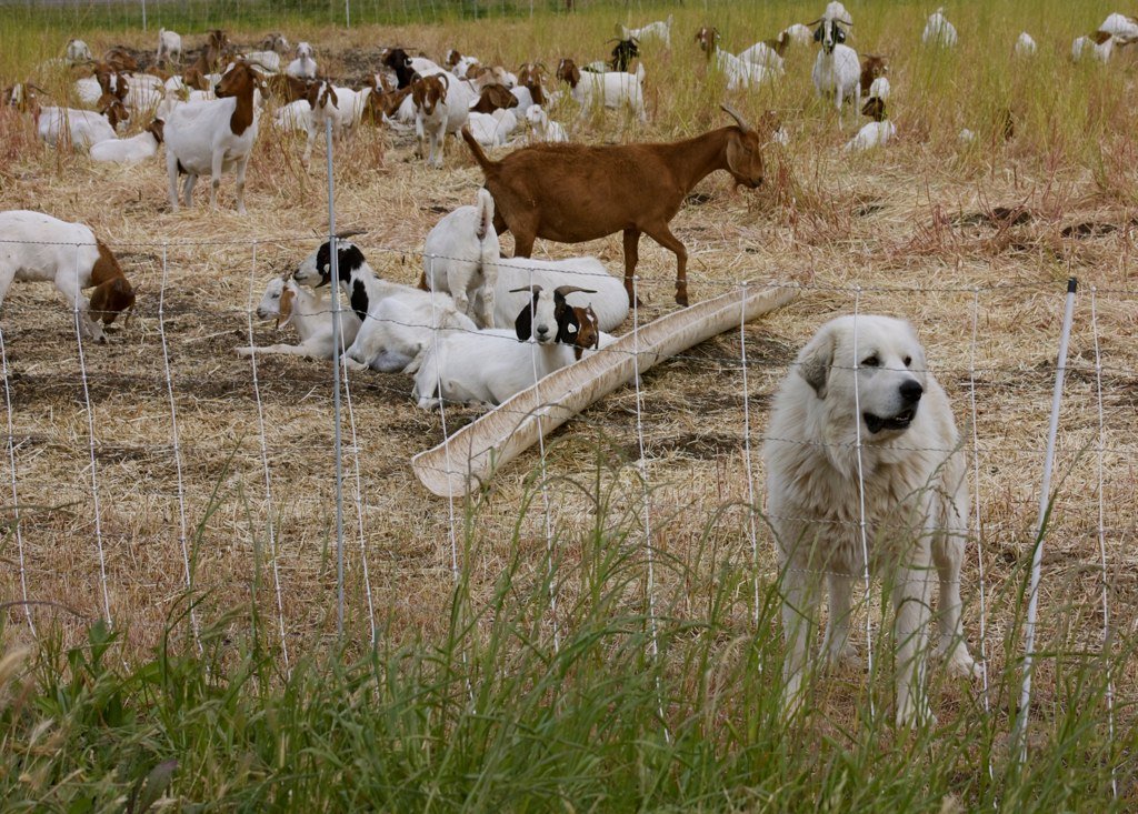 Great Pyrenees (image credits: wikimedia)