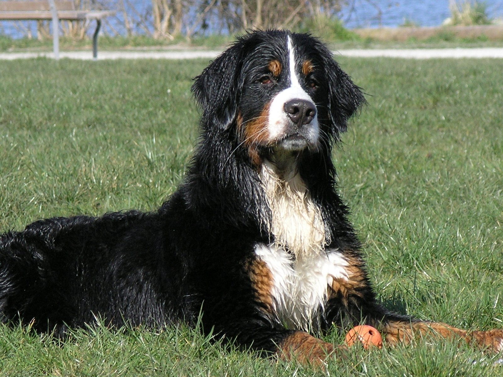 Bernese Mountain Dog (image credits: wikimedia)