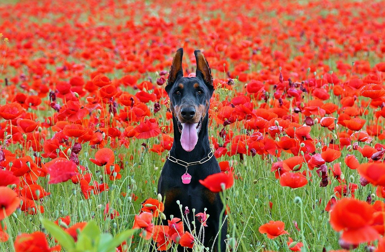 Doberman Pinscher (image credits: pixabay)