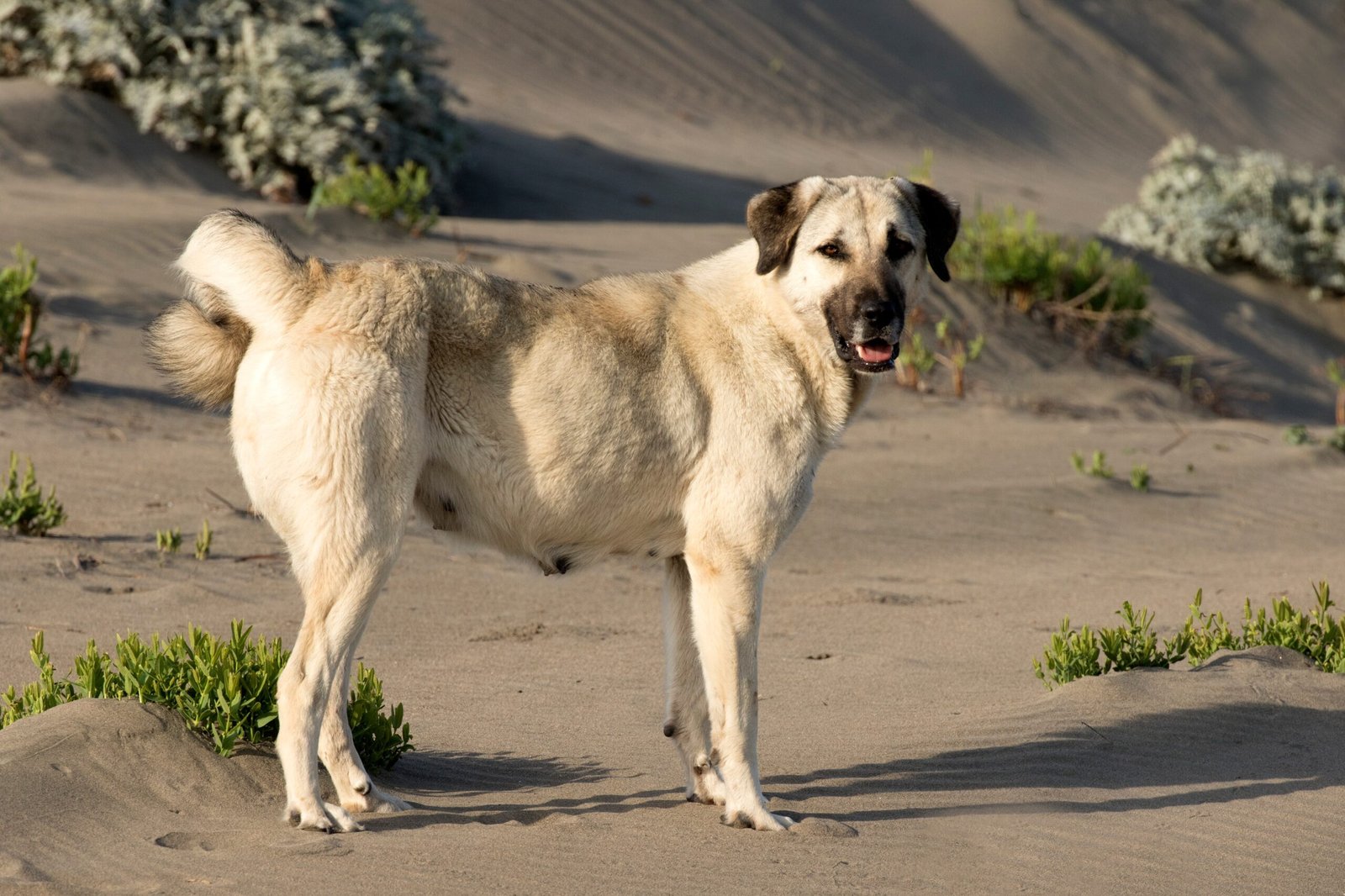Anatolian Shepherd Dog (image credits: wikimedia)