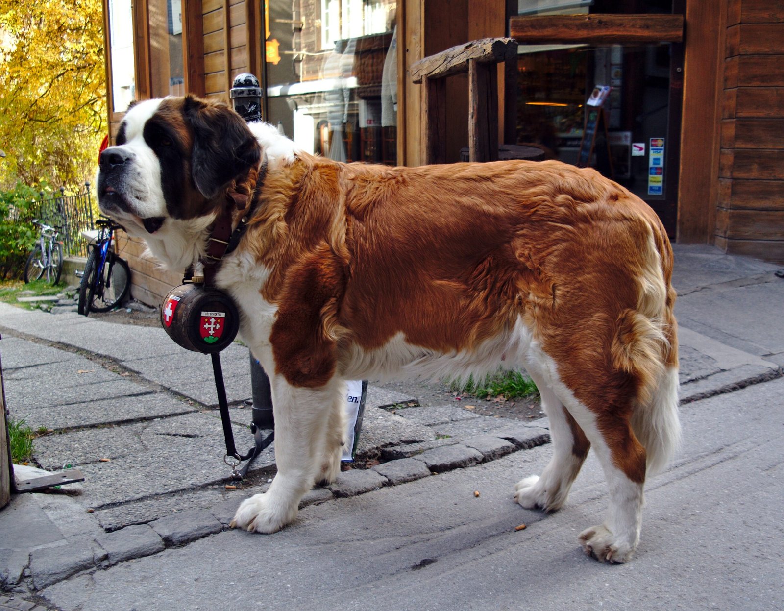 Saint Bernard (image credits: wikimedia)