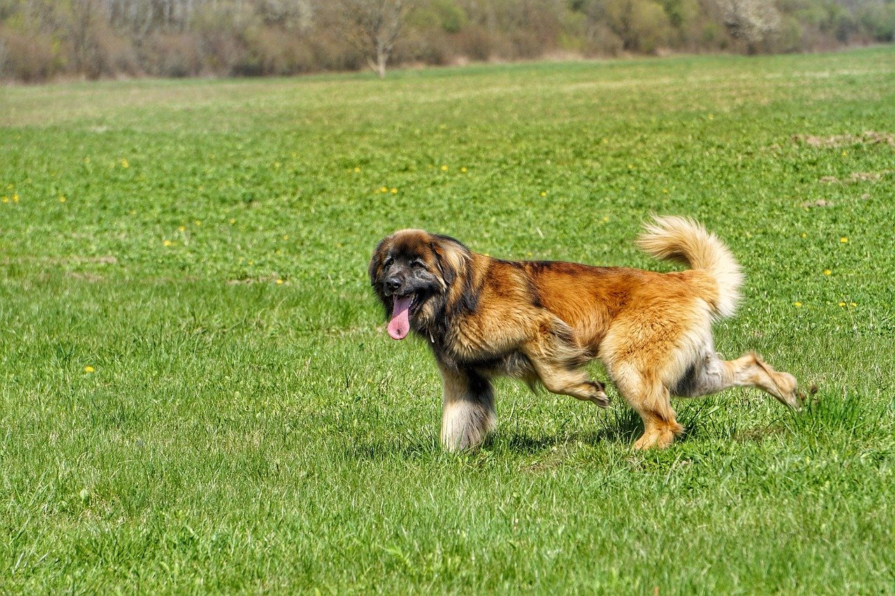 Leonberger (image credits: pixabay)