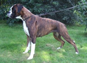 15 Big Dog Breeds That Protect Your Home Without Training