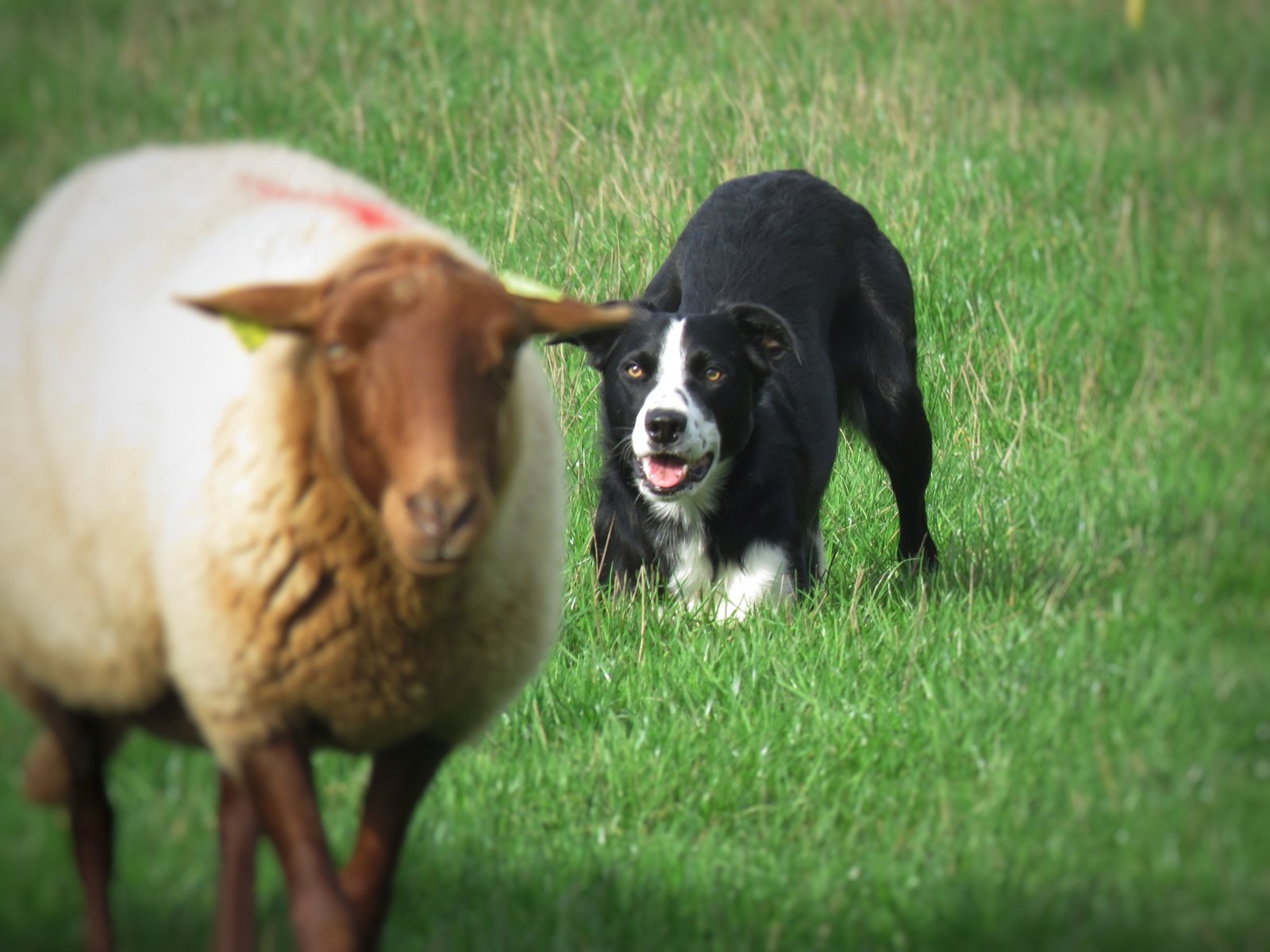 Natural Herding Instincts or Tactical Training? (image credits: wikimedia)