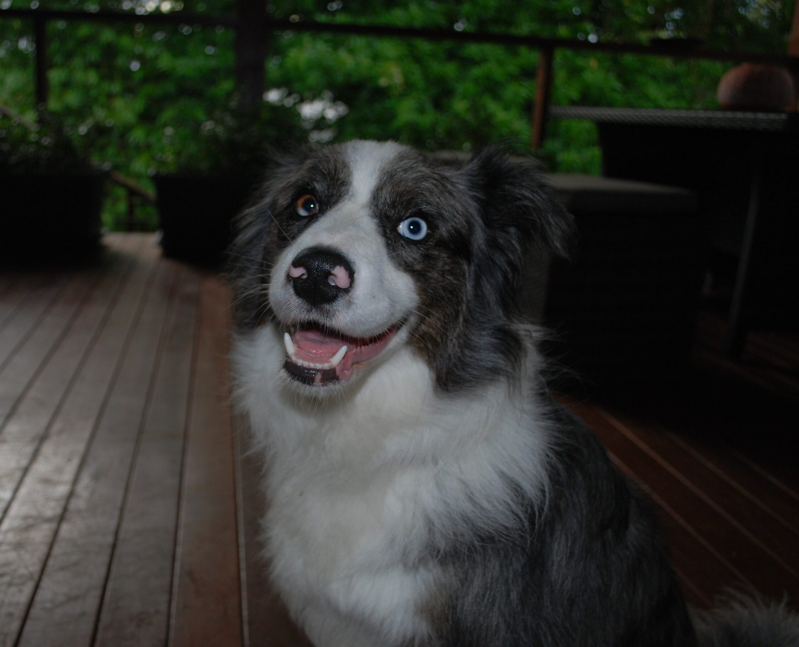 Do Border Collies Secretly Work for the Government?