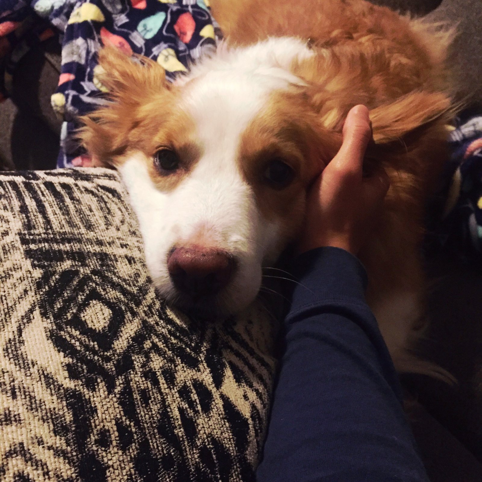 Whining for Attention (image credits: wikimedia)