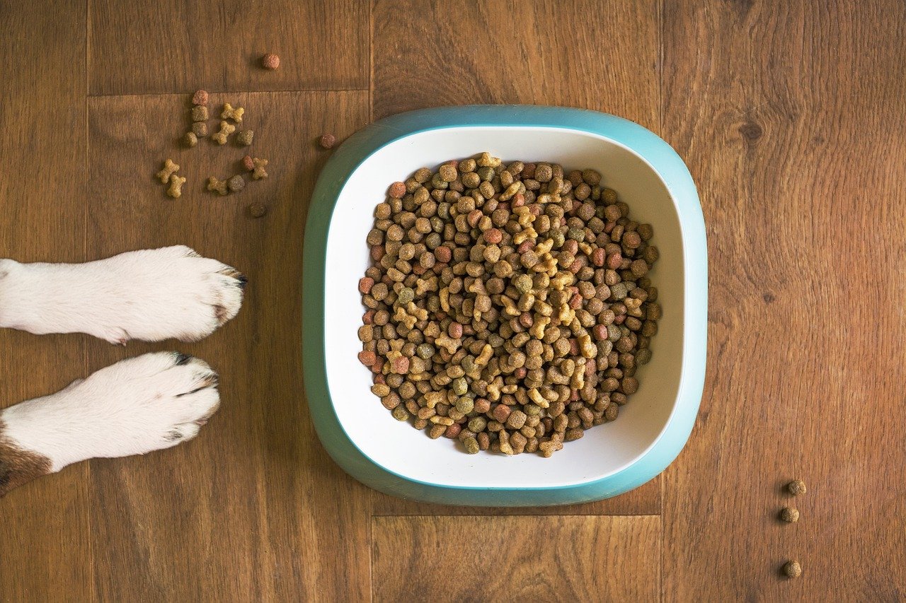 Refusing to Eat Kibble—Until Something Better Appears (image credits: pixabay)