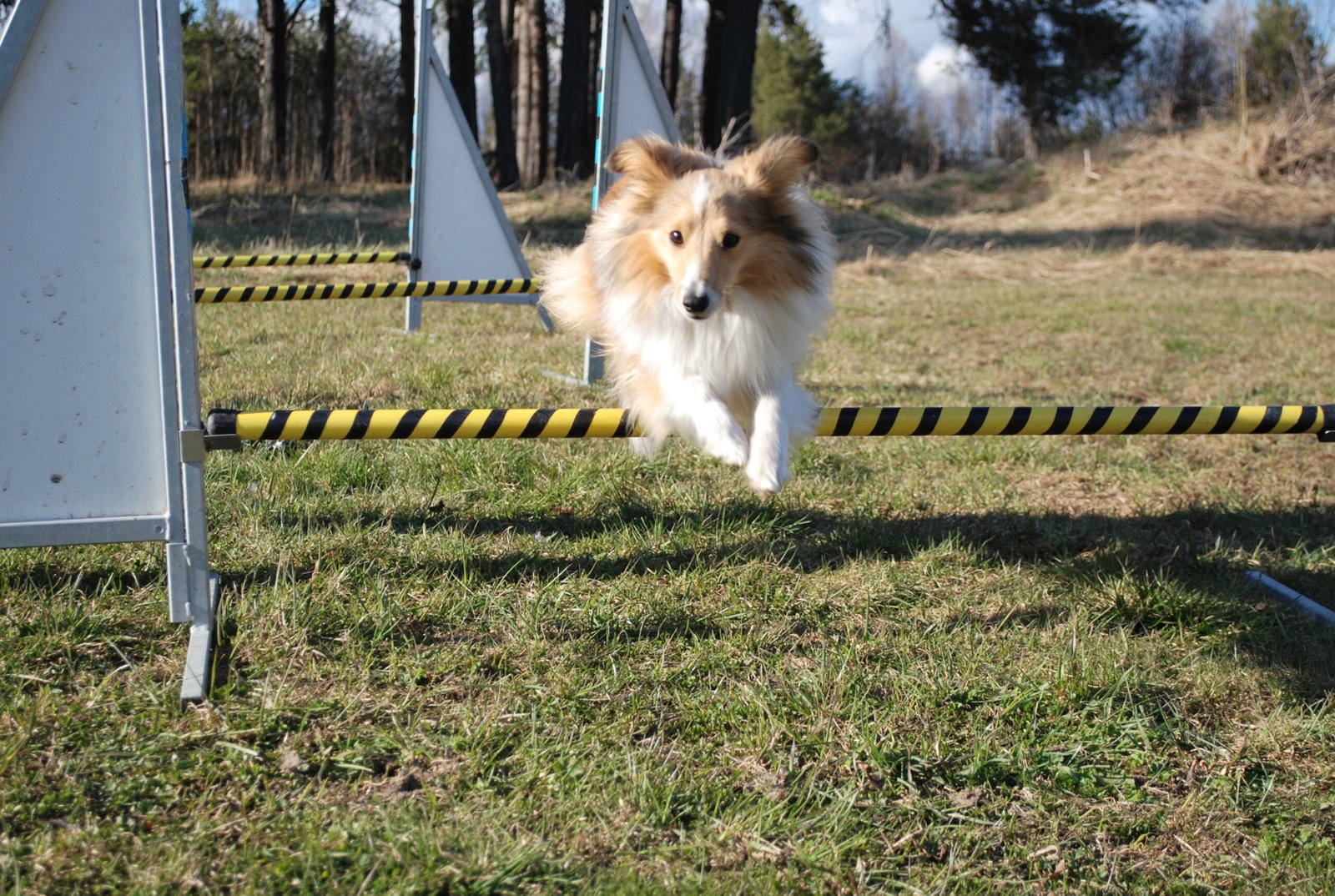 4. Highly Trainable and Eager to Please (image credits: wikimedia)