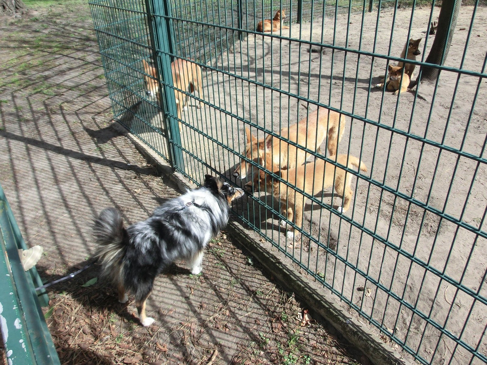7. Good with Other Pets (image credits: wikimedia)