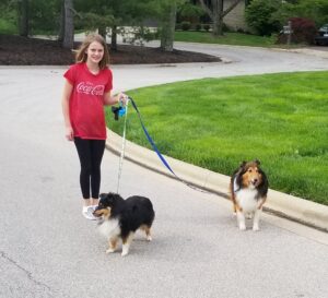 15 Reasons Why The Shetland Sheepdog Makes an Amazing Companion