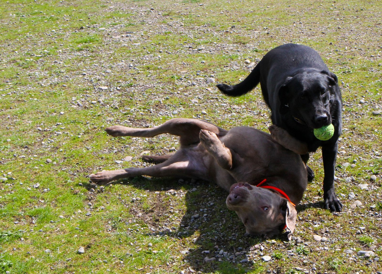 Safety Risks Multiply with Poor Walking Habits (image credits: wikimedia)