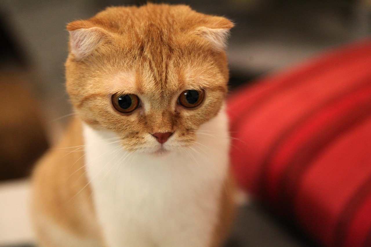 Scottish Fold: Sweet and Gentle (image credits: pixabay)
